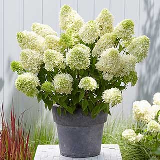 Hydrangea paniculata 'Skyfall'