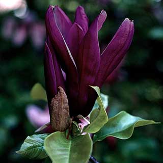Magnolia 'Genie'