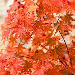 Japanese Maple Acer palmatum 'Phoenix'