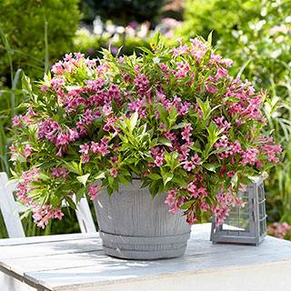 Weigela Picobella Rosa