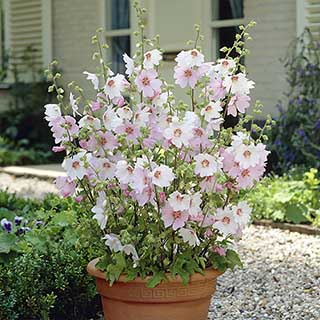 Patio Lavatera 'Barnsley Baby'