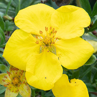 Potentilla fruticosa 'Goldstar'