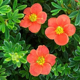 Potentilla fruticosa 'Red Robin'