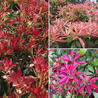 Pieris Collection
