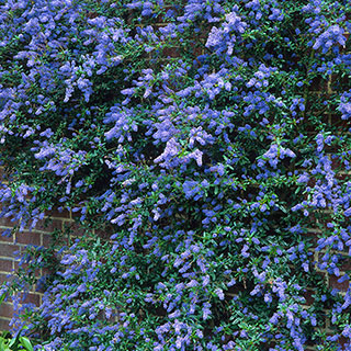 Californian Lilac on Trellis