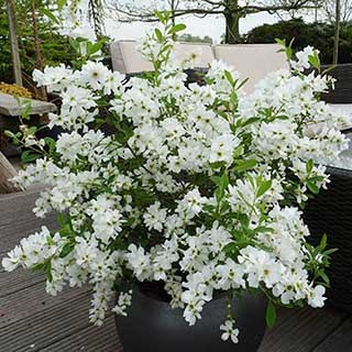 Exochorda 'Niagara'