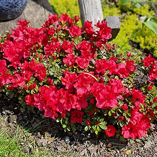 Azalea Encore 'Autumn Fire'