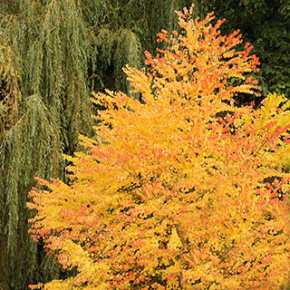 Toffee Apple Tree - Cercidiphyllum japonicum 'Katsura'