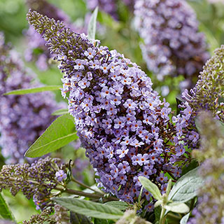 Buddleia davidii 'Butterfly Candy Lila Sweetheart'