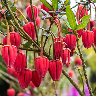 Chilean Lantern Tree