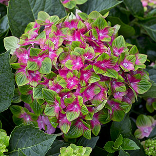 Hydrangea 'Glam Rock'