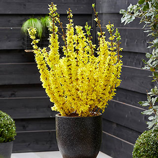 Easter Tree Forsythia intermedia 'Mikador'