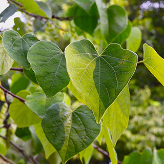 Cercis canadensis