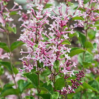Syringa 'Bloomerang Pink Perfume'