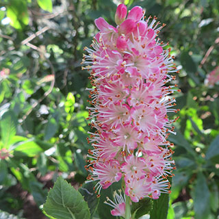 Clethra 'Ruby Spice'