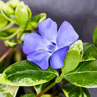 Vinca minor Illumination