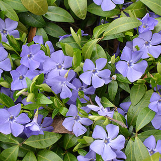 Vinca minor La Grave