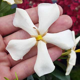 Gardenia jasminoides 'Pinwheel'