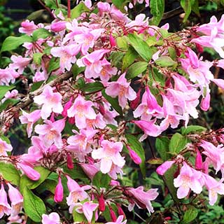 Beauty Bush 'Pink Cloud'