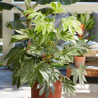Caster Oil Plant Fatsia japonica 'Spider's Web'