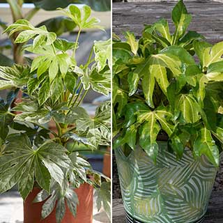 Fatsia japonica Collection