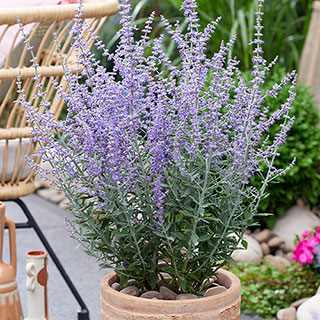 Perovskia 'Prime Time' Russian Sage