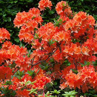 Azalea Orange 1 x 9cm Pot