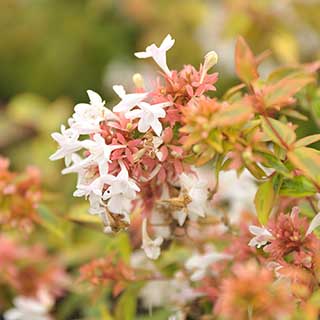 Abelia 'Kaleidoscope'