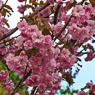 Dwarf Flowering Almond 'Sinensis'