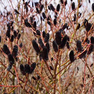 Black Pussy Willow Standard Tree