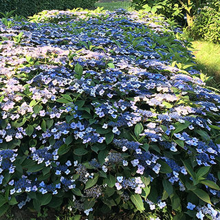 Hydrangea serrata 'Magic Pillow'