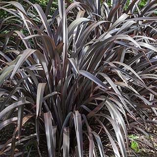 Phormium 'Black Velvet'