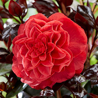 Camellia japonica 'Femme Fatale'