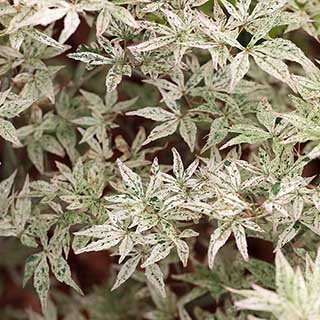 Acer palmatum 'Ukigumo'