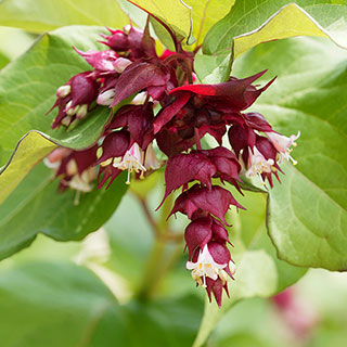 Pheasant Berry 'Golden Lanterns'
