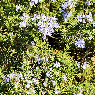 Standard Rosemary Tree