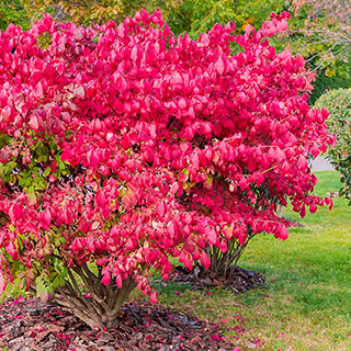 Euonymus 'Burning Bush' alatus
