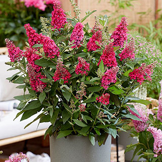 Buddleia 'Butterfly Candy Little Ruby'
