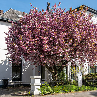 Flowering Cherry 'Kanzan'