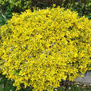 Euonymus fortunei Emerald 'n' Gold
