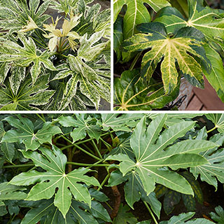 Fatsia Evergreen Collection