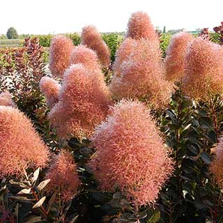Cotinus 'Magical Torch'