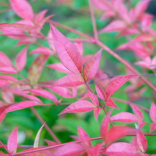 Nandina 'Gulf Stream'
