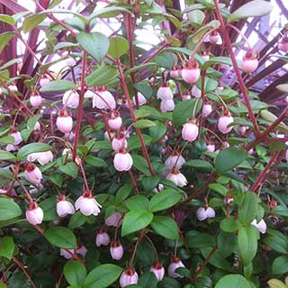 Chilean Guava 'Ka Pow'