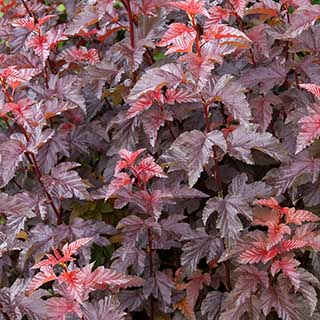 Physocarpus 'Lady in Red'