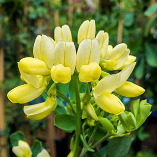Coronilla 'Citrina'