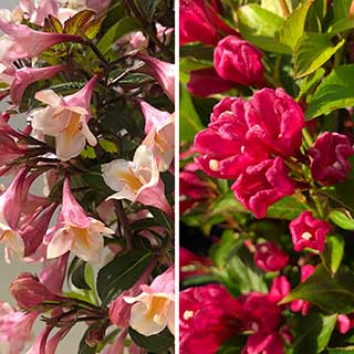 Weigela 'Love' Series