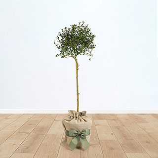 Standard Ceanothus 'Californian Lilac' Tree Gift Wrapped