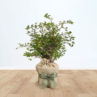 Ornamental 'Kojo-no-Mai' Cherry Gift Wrapped