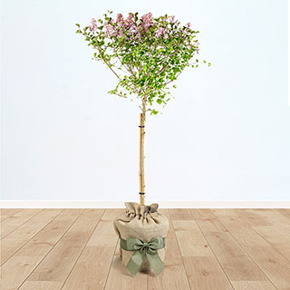 Lilac Syringa 'Palibin' Standard Gift Wrapped